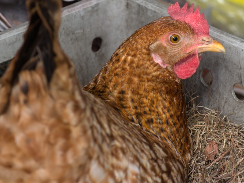 close-up, animal head, vertebrate, Nest, animal family, chicken - Bird, group of animals, Eggs, rural Scene, animal, agriculture, farm, day, domestic, domestic Animals