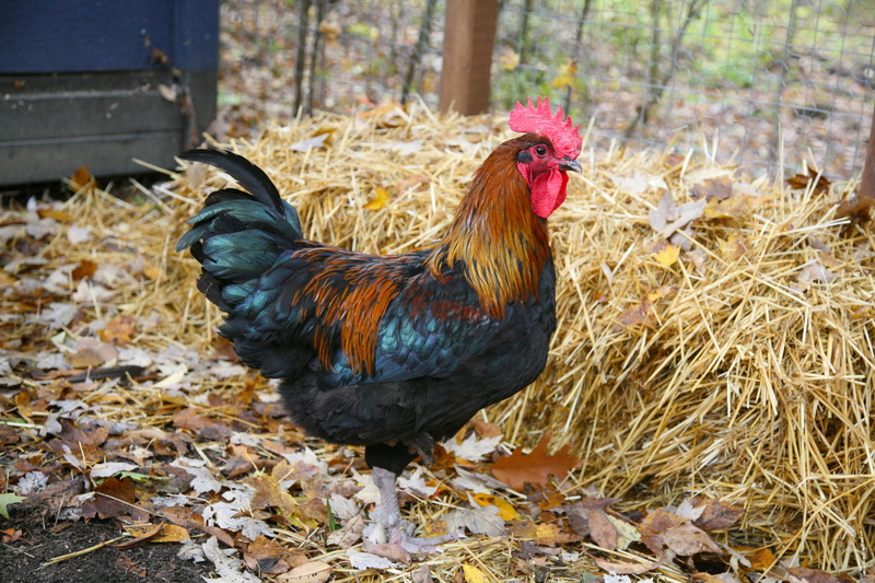 grass, chicken Coop, domestic, agriculture, nature, feather, domestic Animals, rooster, rural Scene, livestock, bird, leaves, chicken - Bird, daytime, male animal