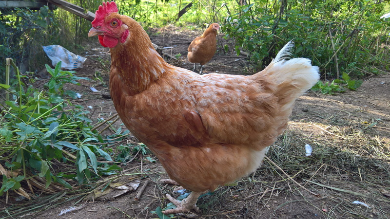 field, Chicken, food, animal, land, Poultry, day, agriculture, male animal, rooster, animal themes, chicken Coop, domestic Animals, rural Scene, one animal