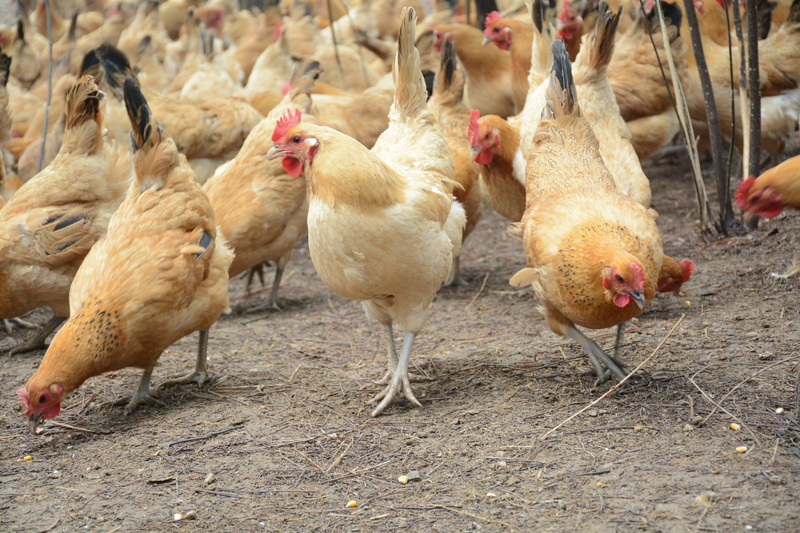 cockerel, rooster, nature, bird, animal, animals in the wild, young Bird, farm, outdoors, free Range, rural Scene, forest, poultry, herd, domestic animals