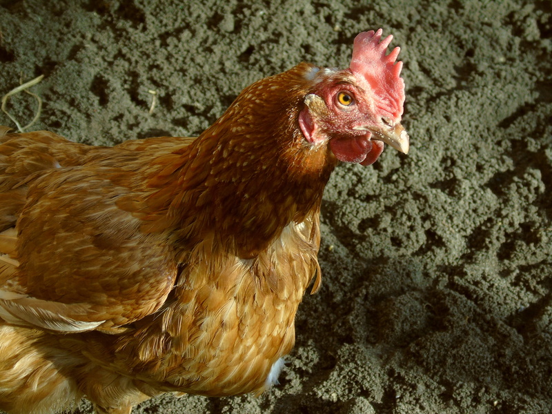 domestic Animals, beak, rural Scene, pinnate, close-up, domestic, domestic chicken, outdoors, young bird, chicken Coop, hen, animal themes, livestock, feather