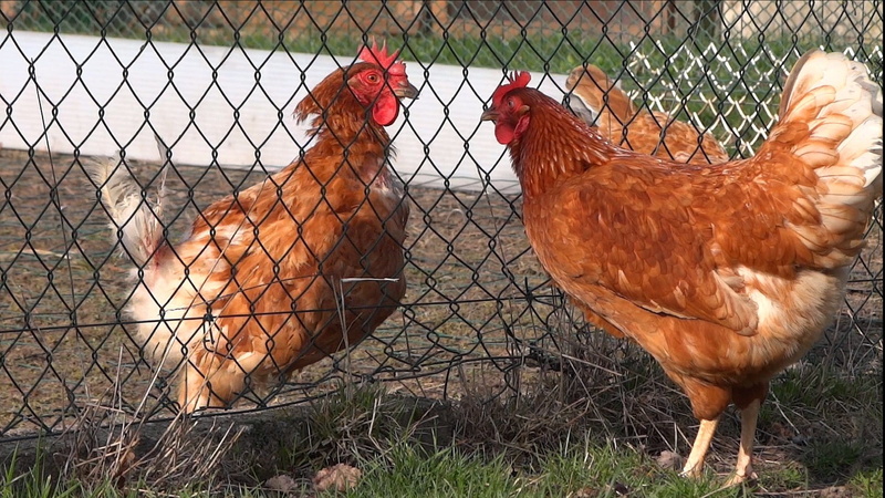 chicken - Bird, outdoors, domestic, Poulette, domestic Animals, vertebrate, farm, rooster, chicken Coop, chicken, Fence, cockerel, nature, pets, male animal