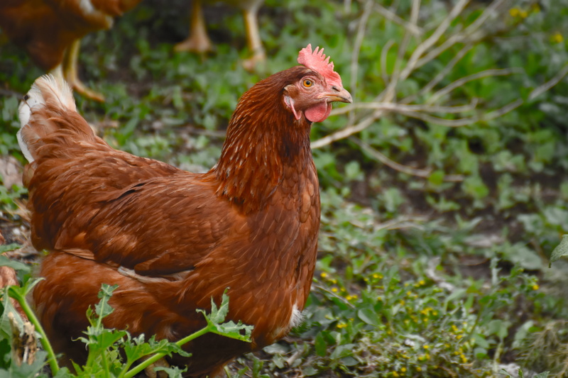 portrait, mammal, pinnate, food, one animal, brown, rural Scene, field, green, hen, chicken - Bird, focus on foreground, farm, land, white, 5K, pets, agriculture