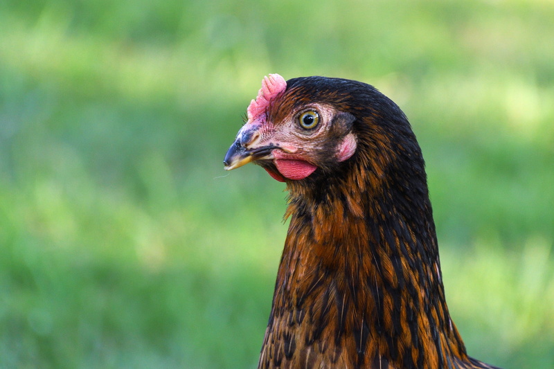 4K, Head, free Range, animal, chicken, pets, nature, animal body part, no people, livestock, Profile, domestic, poultry, domestic Animals, outdoors, day