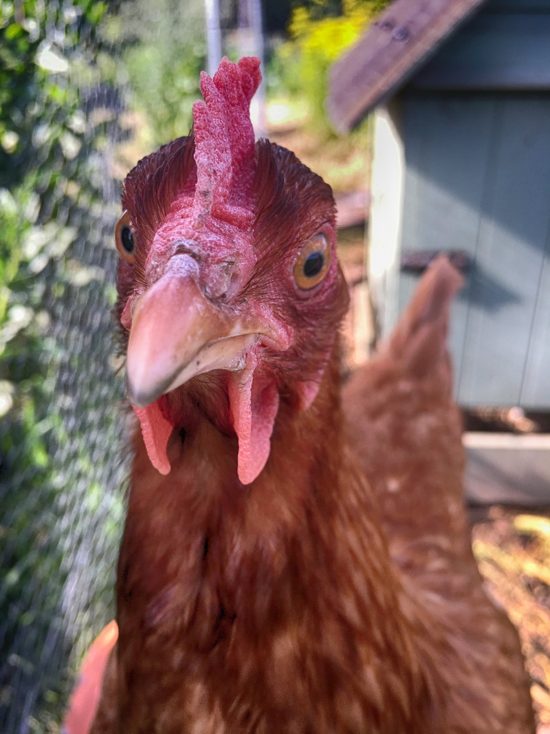 chicken Coop, chicken, outdoors, chicken - Bird, bird, free Range, animal body part, livestock, focus on foreground, focus, agriculture, brown, domestic Animals