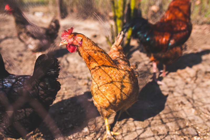 animal themes, vertebrate, chicken, rooster, village, chickens, nature, pets, day, animal, chicken - bird, traditional, group of animals, cock, field, mammal