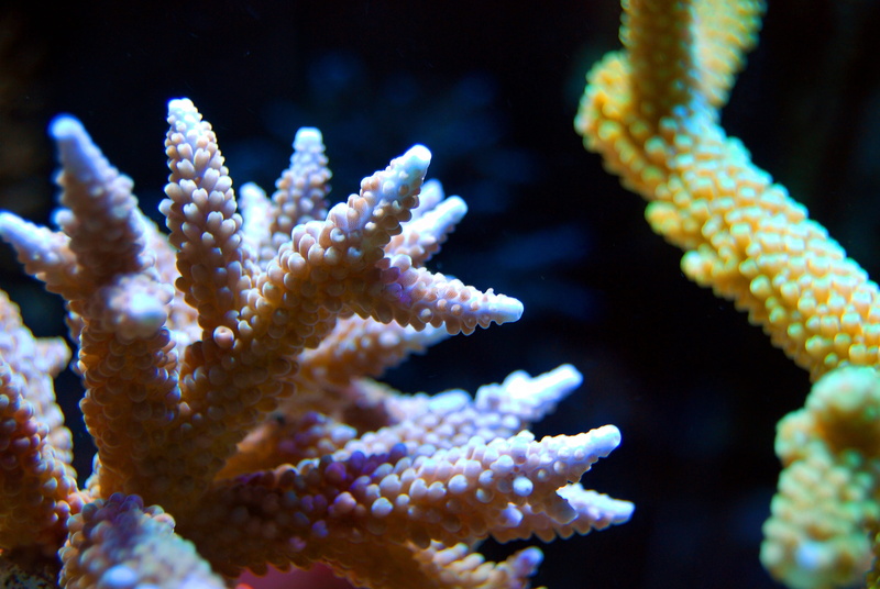 invertebrate, close-up, animal themes, life, sea, beauty in nature, marine, blue, one animal, sea life, aquatic, animal, animal wildlife, reef, sea horse