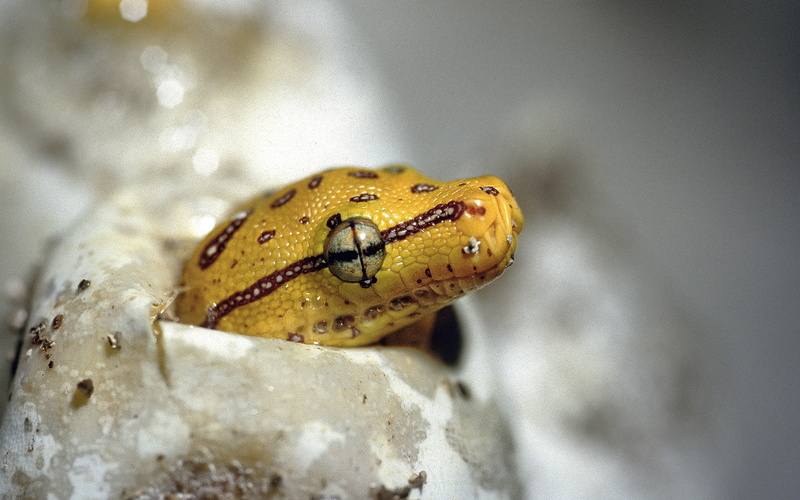 snake, macro, hatch, 1080P