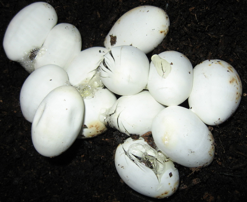 young, animal egg, spring, day, reptiles, outdoors, still life, close-up, freshness, new, food, no people, life, healthy eating, wildlife, hatching, white color