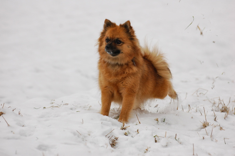 brown, cute, domestic animals, outdoors, puppy, land, animal themes, animal, dog, winter, pointed tip, domestic, mammal, pets, snow, field, purebred Dog