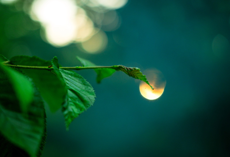 wood, selective focus, sun, campaing, on point, summer, leaf, bokeh, night, animal wildlife, forrest, the tip, food, woods, explore, canada, branch, tree