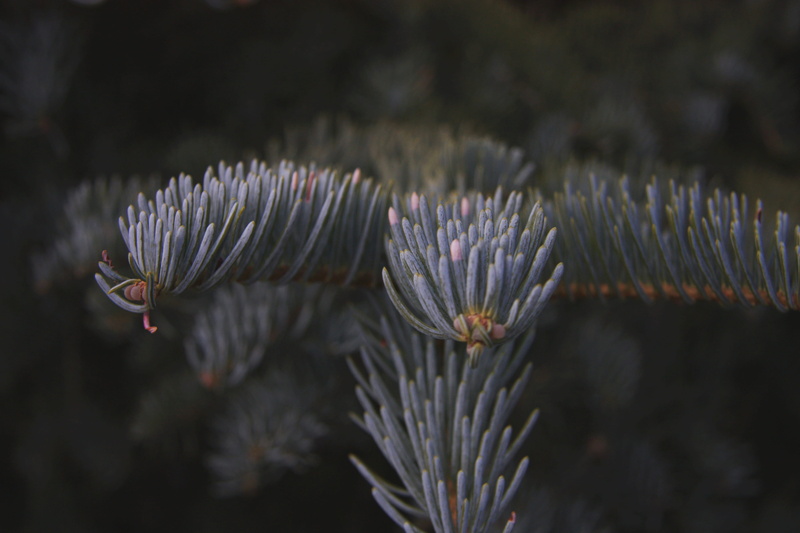 growth, 4K, pines, tips, year, selective focus, round, flowering plant, plants, united states, coniferous tree, point, close-up, beauty in nature, branches
