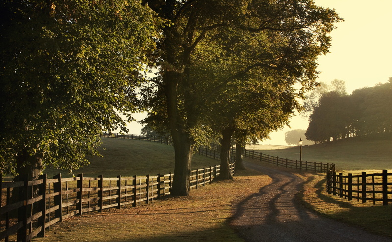 4K, england, shadows, light, Summer, wooden, leafed, trees, tranquility, the way forward, long, wobbly, road, Seasons, plant, brown, no people, lines