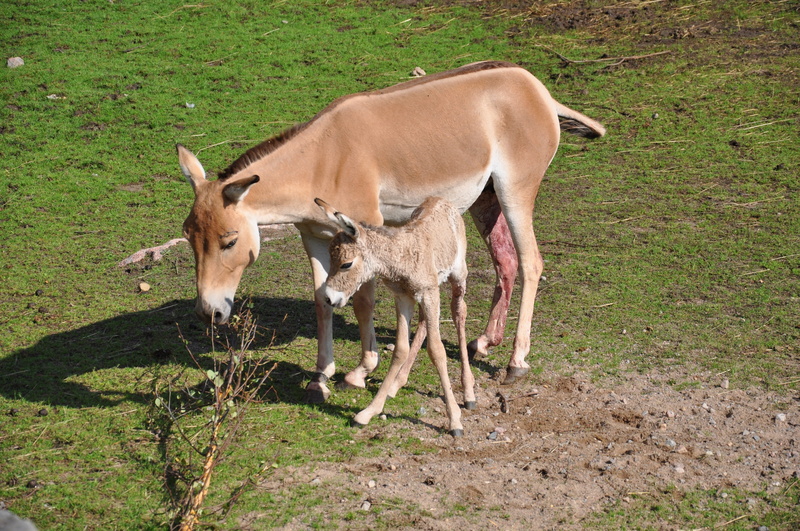 hage, agriculture, pets, herbivorous, livestock, field, domestic, mammal, animal family, grass, outdoors, animal themes, land, wobbly, plant, no people