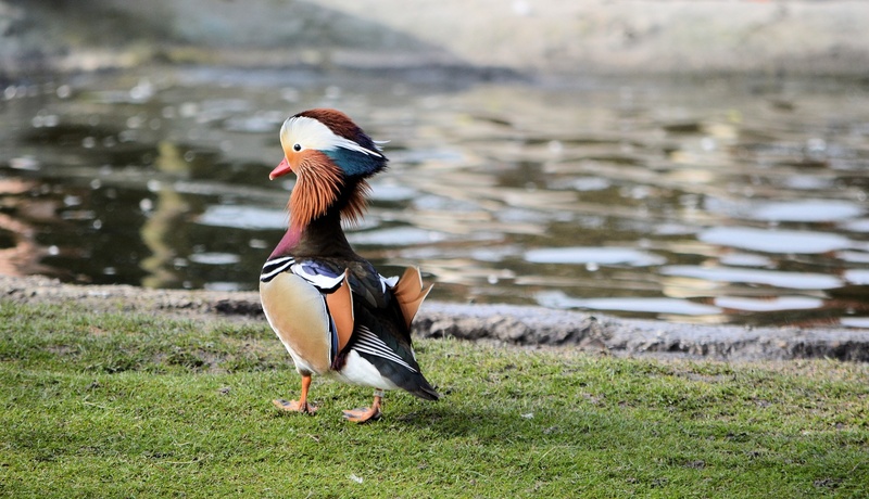 animal wildlife, mandarin duck, animal, fly, poultry, mandarin, wildlife, duck, mammal, grass, bird, focus on foreground, animals in the wild, water bird