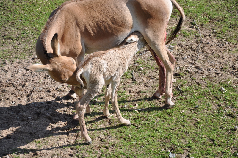 plant, no people, foal, newborn, group of animals, hungry, vertebrate, day, pets, 4K, herbivorous, field, mammal, animal family, nature, two animals, outdoors