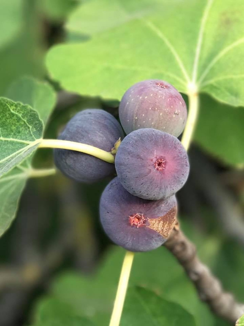 leaf, summer, nature, wellbeing, close-up, figs, plant part, growth, fruit, purple, focus on foreground, 1080P, winemaking, agriculture, green color, no people