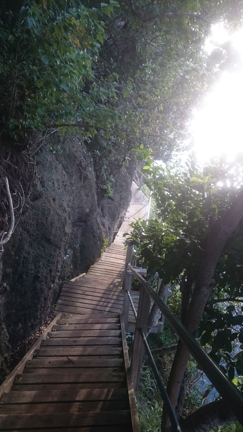 railing, no people, footbridge, tranquility, built structure, outdoors, forest, the way forward, footpath, sunlight, stairs, plant, architecture, growth
