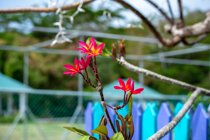 nature, focus on foreground, plant part, freshness, close-up, flower head, no people, sailors wilderness tours, day, red flower, growth, pink color, inflorescence