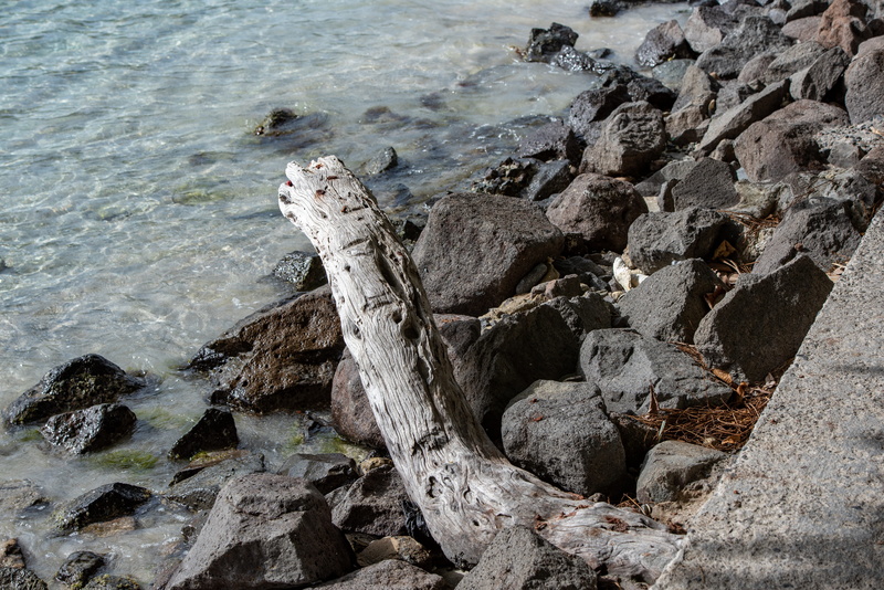tranquil scene, tree, beach, nature, driftwood, outdoors, caribbean, beauty in nature, high angle view, day, water, 5K, rock, white sand beach, tranquility