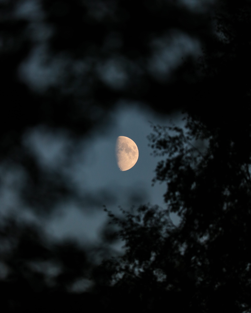 view, 4K, space, moon Surface, tree, cloud - Sky, photography, nature, planetary Moon, moonlight, planet - Space, moon, black Color, sky, crescent, night