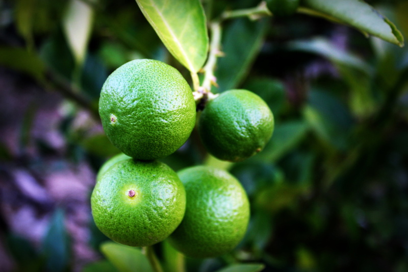 no people, lemon, wellbeing, food, fruit tree, fruit, nobody, freshness, half, nature, raw, white, growth, tropical, ripe, healthy eating, cut, green, citrus