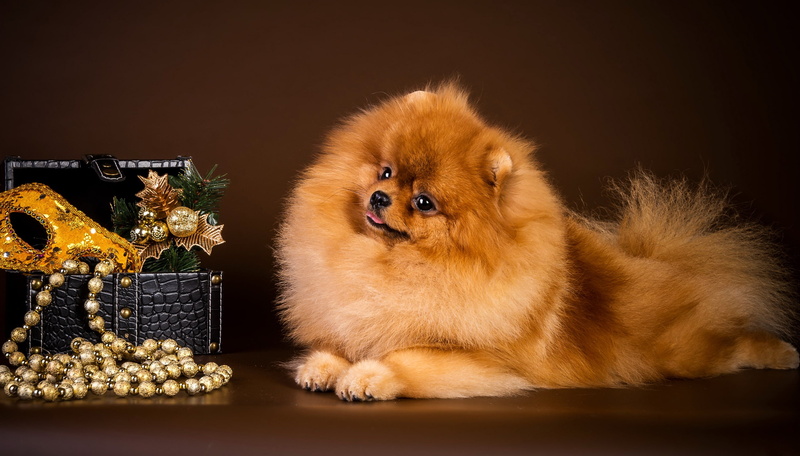 animal, cute, spitz, studio shot, down, fluffy, puppy, pomeranian, fur, 2K, celebration, christmas, decoration, happiness, brown, domestic Animals, young Animal