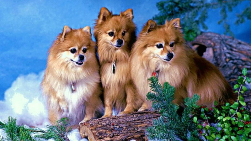 animals, pets, puppies, pomeranian, nature, pomeranians, dogs, cute animals, 1080P