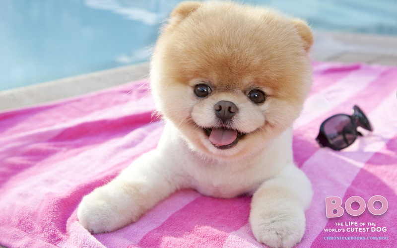 dogs, 1080P, pomeranian, dog