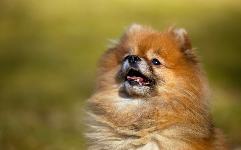 pomeranian, 1080P