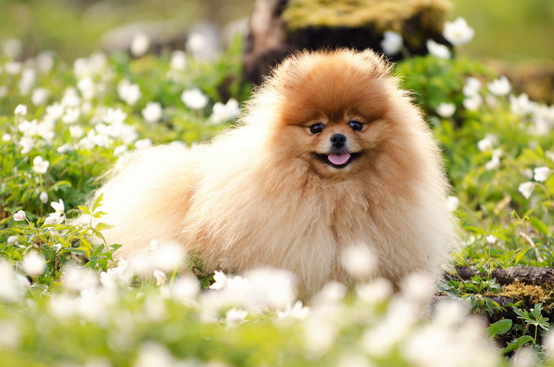 tan, animal, day, young Animal, domestic Animals, grooming, mammal, nature, plant, fur, spitz-Type Dog, dog, face, fun, 1080P, grass, looking at camera