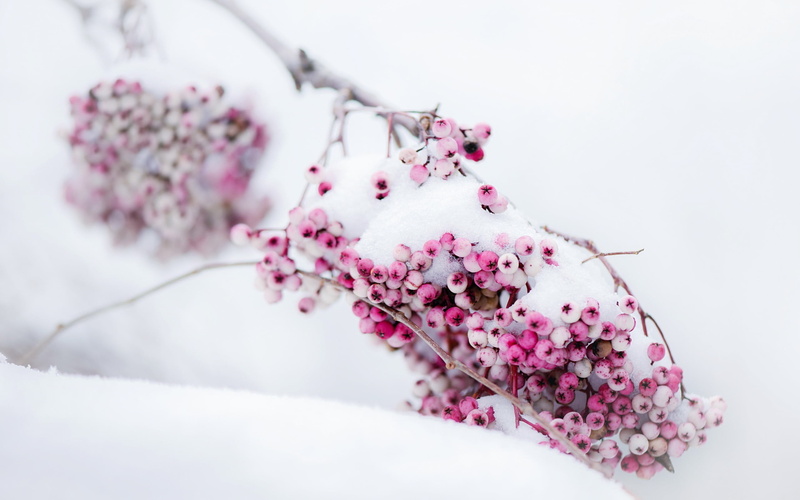 flower head, freshness, fragility, flower arrangement, outdoors, beauty in nature, plant, petal, vulnerability, pink, flowering plant, plants, bunch of flowers