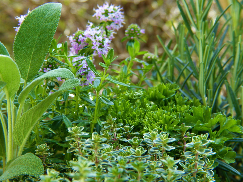 leaf, active substance, natural cosmetics, plant, garden, fragrant, outdoors, food and drink, 4K, sage, plant part, no people, diet, field, health, freshness