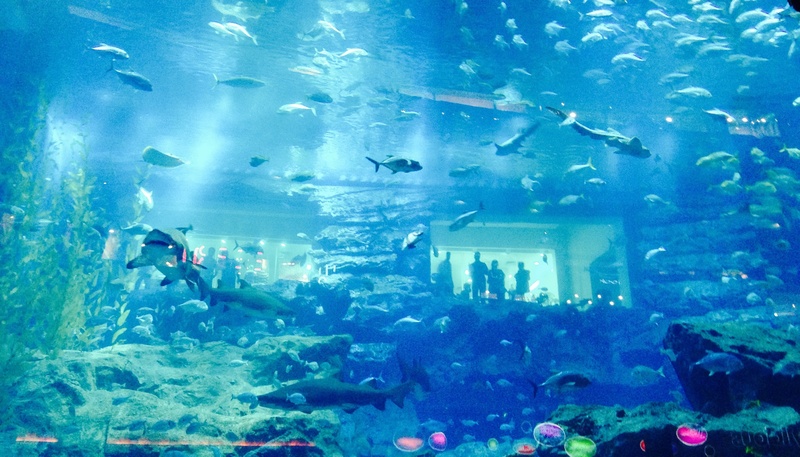 sea life, dubai, animals in the wild, fish, animals in captivity, animal, nature, tank, vertebrate, large group of animals, undersea, school of fish, animal themes