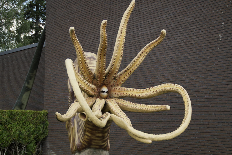 Nautilus, animal wildlife, brown, Replica, fossils, ancient, octopus, plant, built structure, animal themes, growth, table, cactus, starfish, prehistoric times