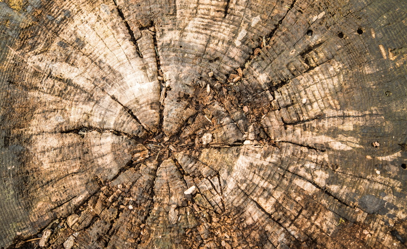 day, texture, concentric, annual rings, ancient, photography, tree ring, wood - material, outdoors, grain, nature, tree trunk, structure, tree, rough, trunk