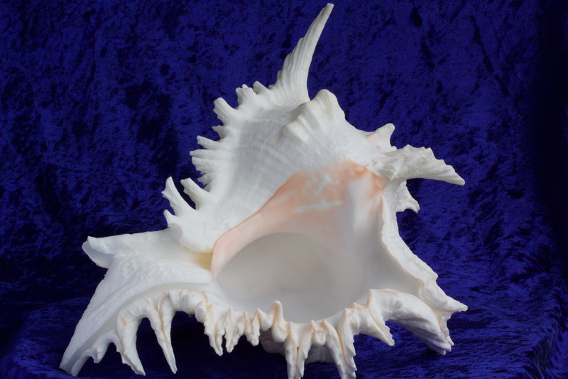 sheet, white, sea life, underwater, animal Shell, decorative, textured effect, memory, seashell, sea snail, animal wildlife, water, pink, 4K, animal themes