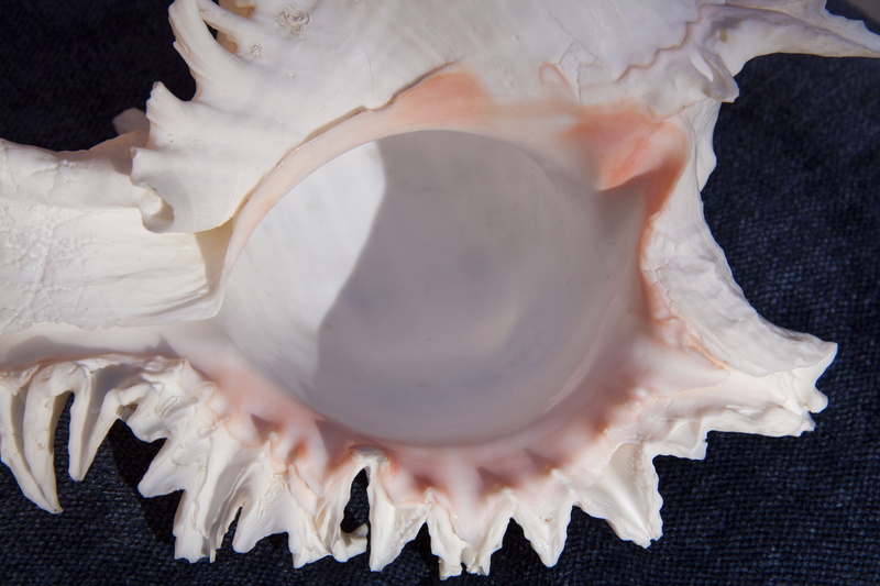 white, freshness, food, sea, sea snail, one animal, decorative, indoors, memory, no people, dairy product, holiday, marine, food and drink, animal Shell