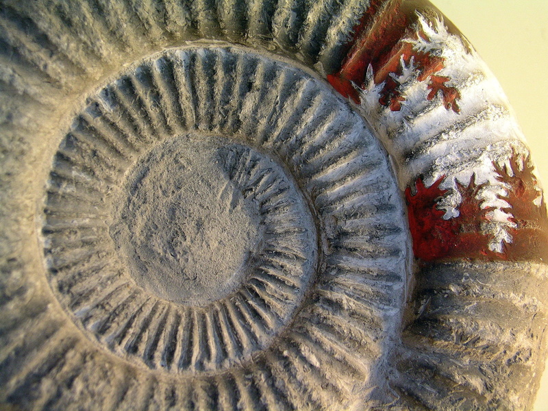 spiral, natural pattern, floral pattern, close-up, fossil, indoors, pattern, shell, circle, texture, still life, creativity, ammonite, no people, 2K, day