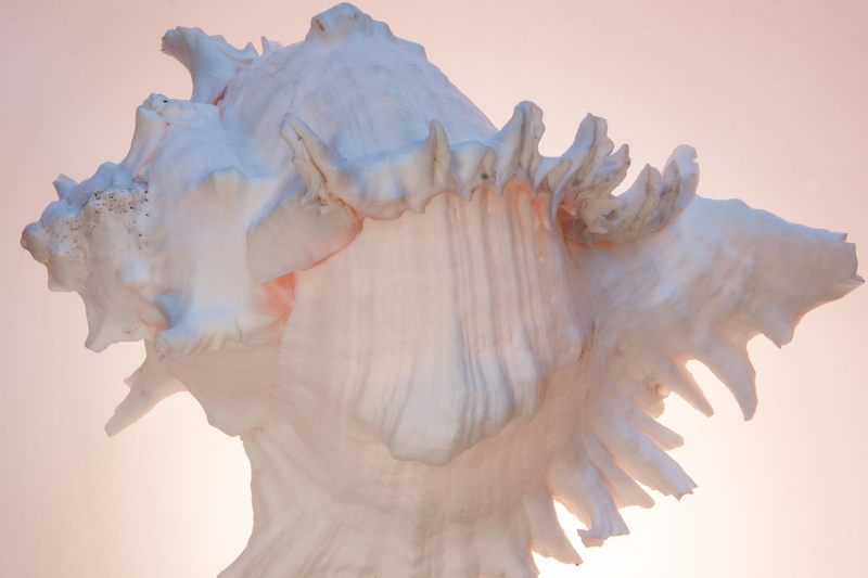 conch, symmetry, sea snail, simplicity, no people, shell, water, day, face, light blue, memory, body part, white color, white, profile view, housing, animal