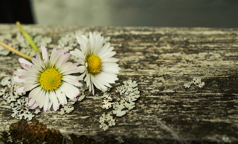 spring, freshness, flowering plant, flower, focus on foreground, petal, outdoors, inflorescence, greeting card, flower head, brown, pollen, fragility, growth