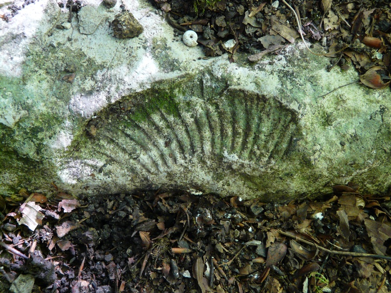 limestone, shell, close-up, mineralized, fungus, outdoors, land, high angle view, petrification, solid, animal, vorzeit, nature, animal wildlife, water