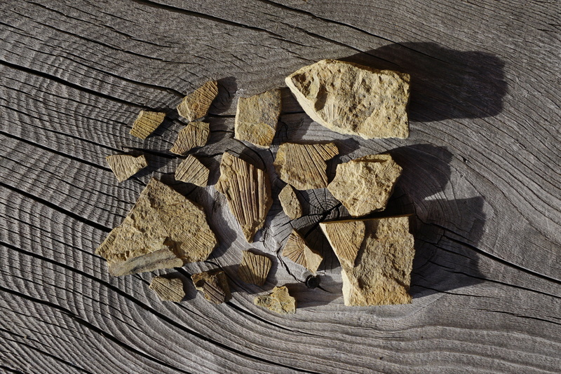 dolomites, no people, brown, extinct, fossil, fossils, shape, freshness, large group of objects, wood - material, rock, pattern, nature, directly above