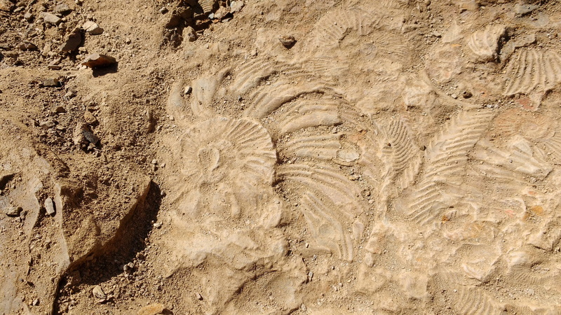 high angle view, no people, outdoors, Stone, rock, rock - object, beach, 4K, textured, arid climate, Fossil, track - imprint, footprint, tranquility, extinct