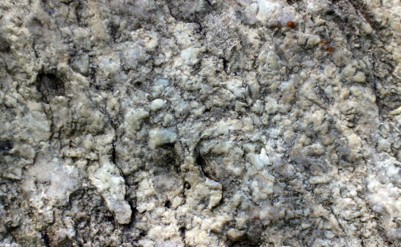 extinct, no people, Stone, textured, outdoors, high angle view, day, rock - object, marine, backgrounds, animal themes, Structure, animal, close-up, full frame