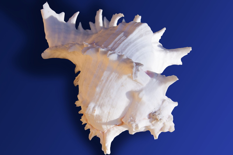 blue background, water, underwater, studio shot, nature, white color, conch, symmetry, colored background, blue, sea snail, animal, snail, motion, marine