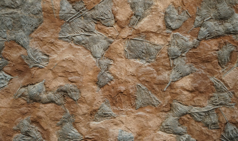 limestone, concrete, rubble, fossil, tool, tomb, brown, pattern, creativity, archaeology, mattock, outdoors, soil, ruins, mud, backgrounds, rock, fractal