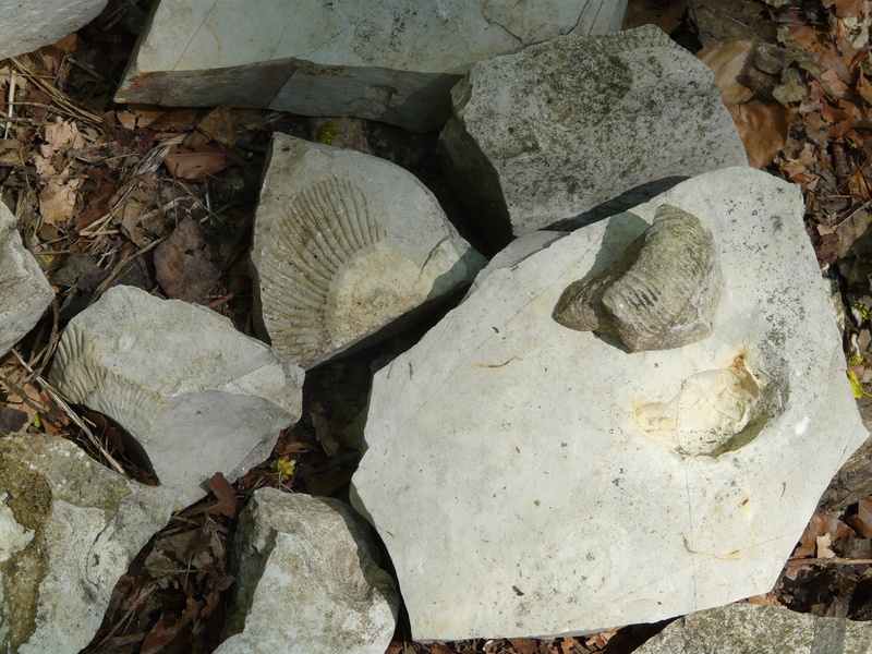 limestone, day, nature, outdoors, dry, plant part, 2K, fossils, perisphinctes, leaf, tree, stone, no people, field, swabian alb, rock, tranquility, stone - object