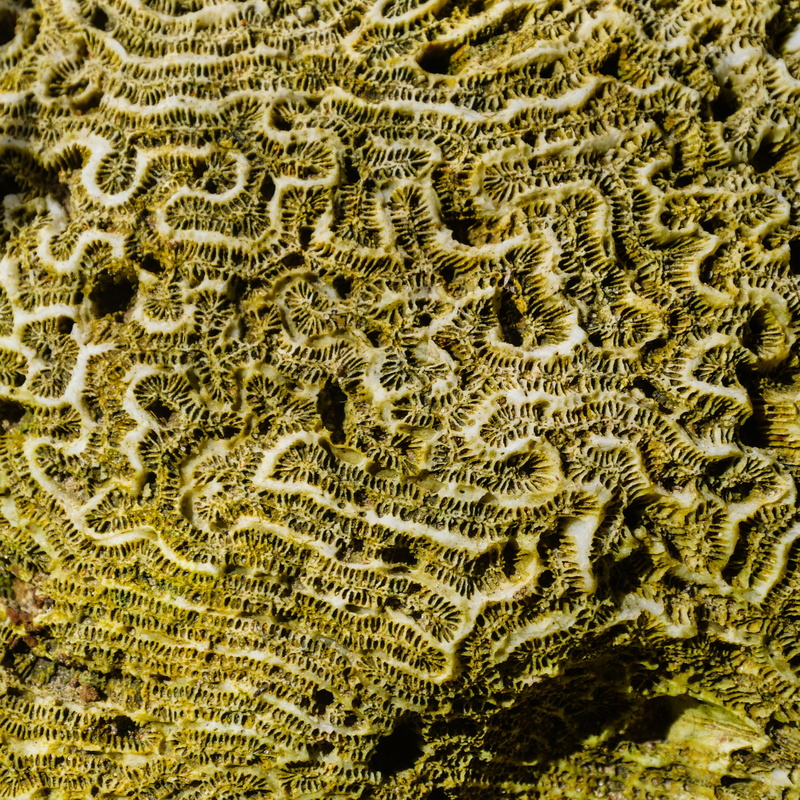 nature, full frame, outdoors, sea, day, beach, beauty in nature, brown, 4K, close-up, structure, pattern, caribbean, white, tranquility, fern, textured