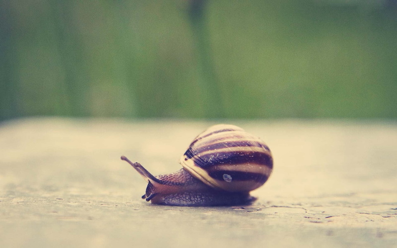 animal wildlife, day, outdoors, close-up, animal shell, selective focus, mollusk, animals in the wild, no people, nature, snail, animal antenna, 1080P